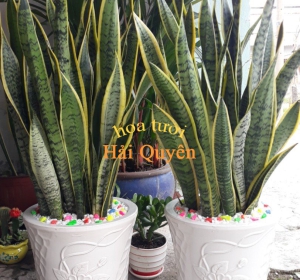 Cây Cảnh Lưỡi Hổ Phong Thủy