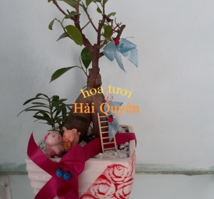Cây Da Nhật Đẹp