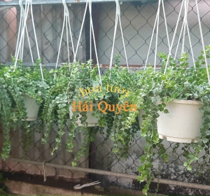 Cây Lan Tim Chậu Treo