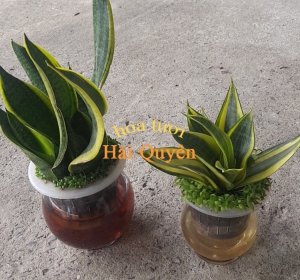 Cây Lưỡi hổ trong nước