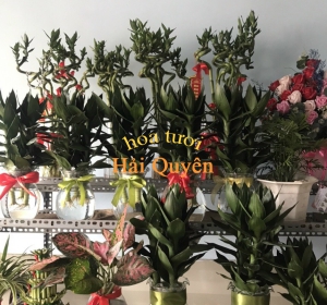 Phát tài trong nước