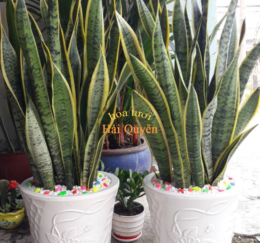 Cây Cảnh Lưỡi Hổ Phong Thủy