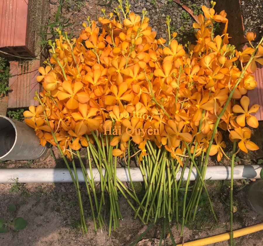 Hoa Tươi Đẹp, Lan Mokara Cắt Cành Vàng Nến