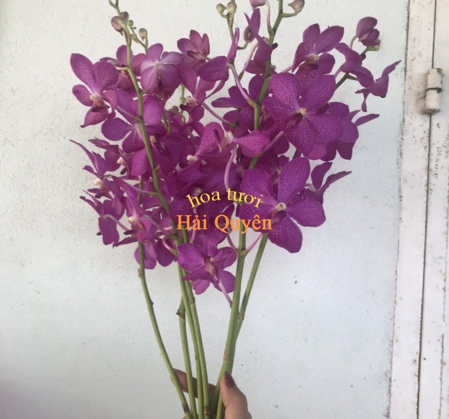 Hoa Tươi Đẹp, Lan Mokara Cắt Cành Vàng Nến